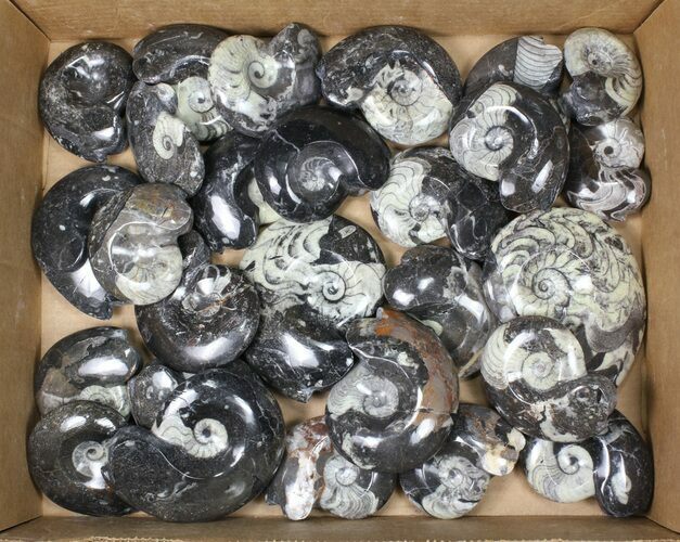 Lot: Polished Goniatite Fossils Assorted Sizes - Pieces #82172